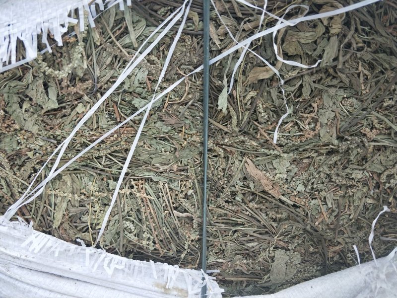 车前草江苏产地直销批发。量大从优符合国家标准