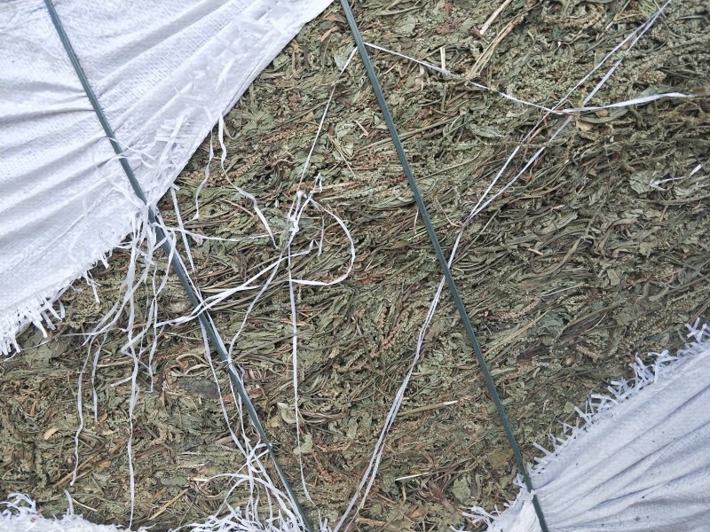 车前草江苏产地直销批发。量大从优符合国家标准