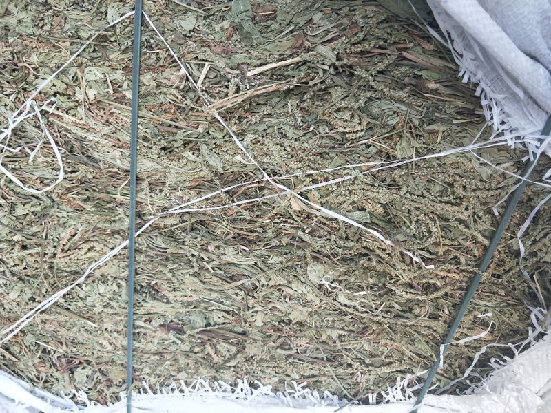 车前草江苏产地直销批发。量大从优符合国家标准