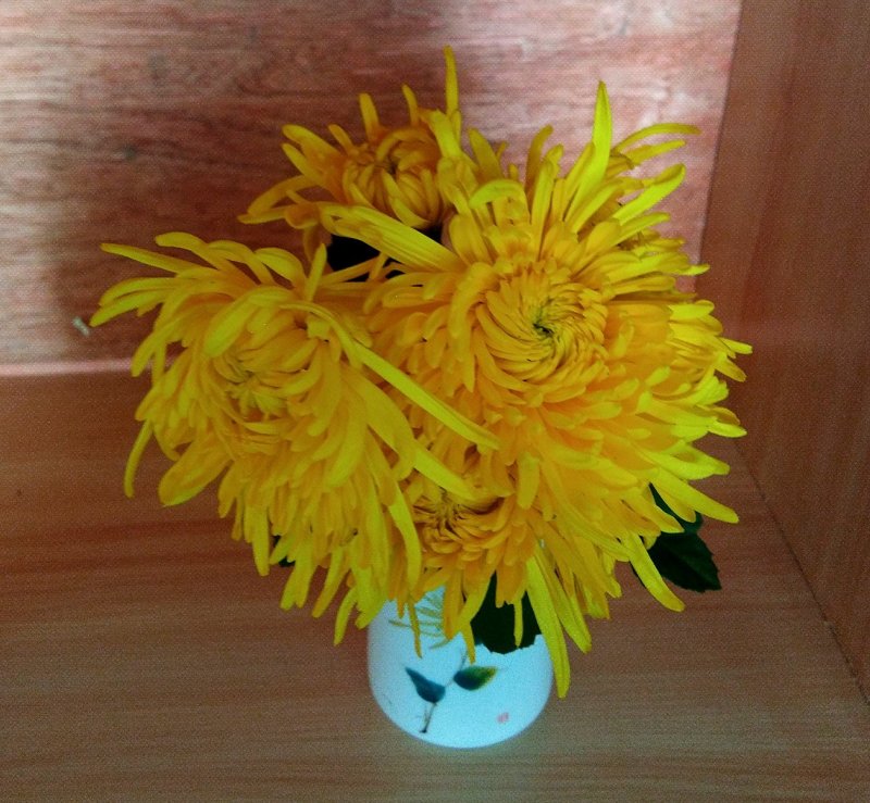 金丝皇菊
