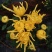 金丝皇菊