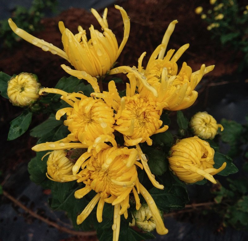 金丝皇菊