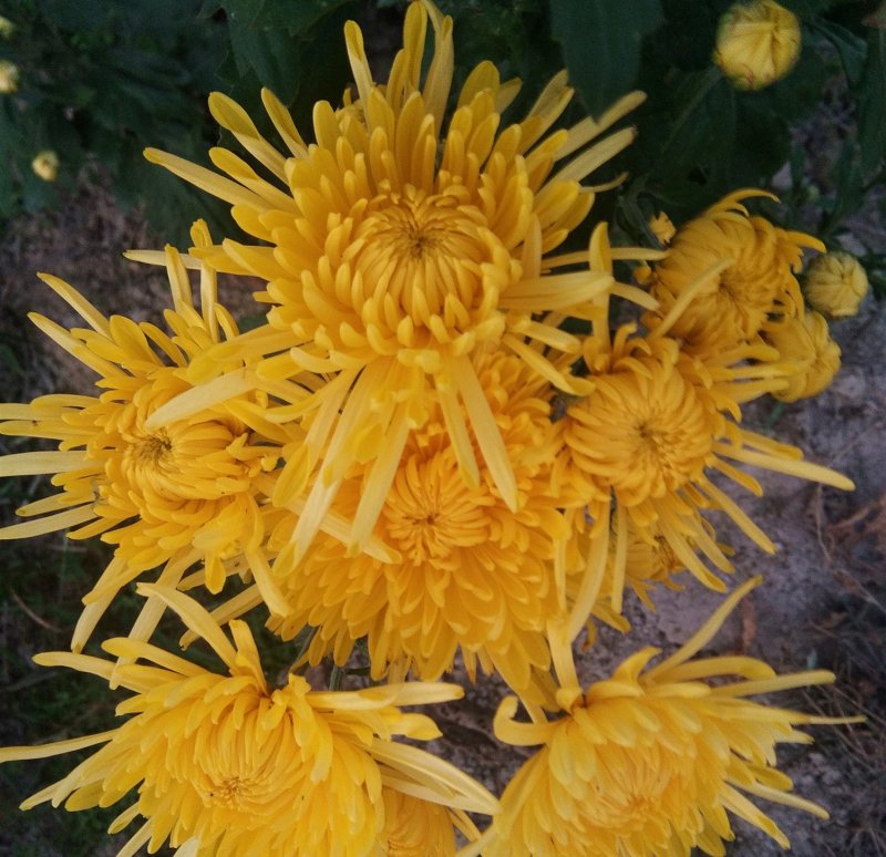 金丝皇菊
