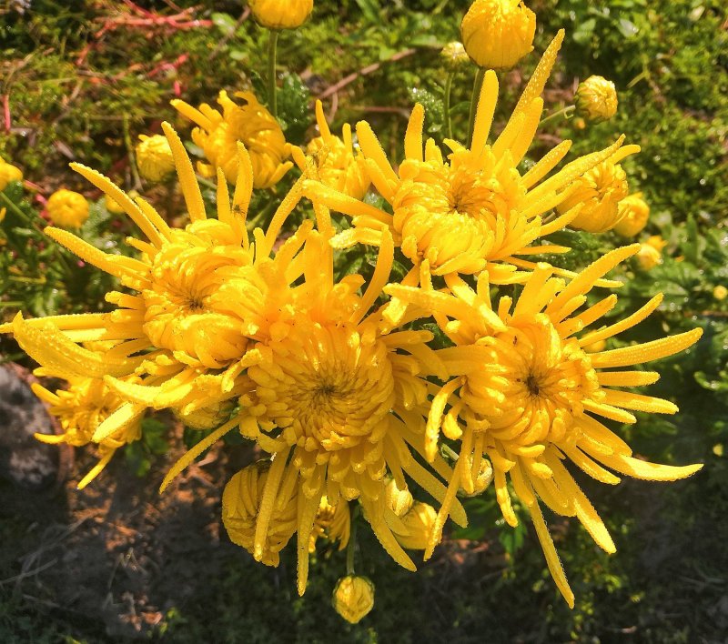 金丝皇菊