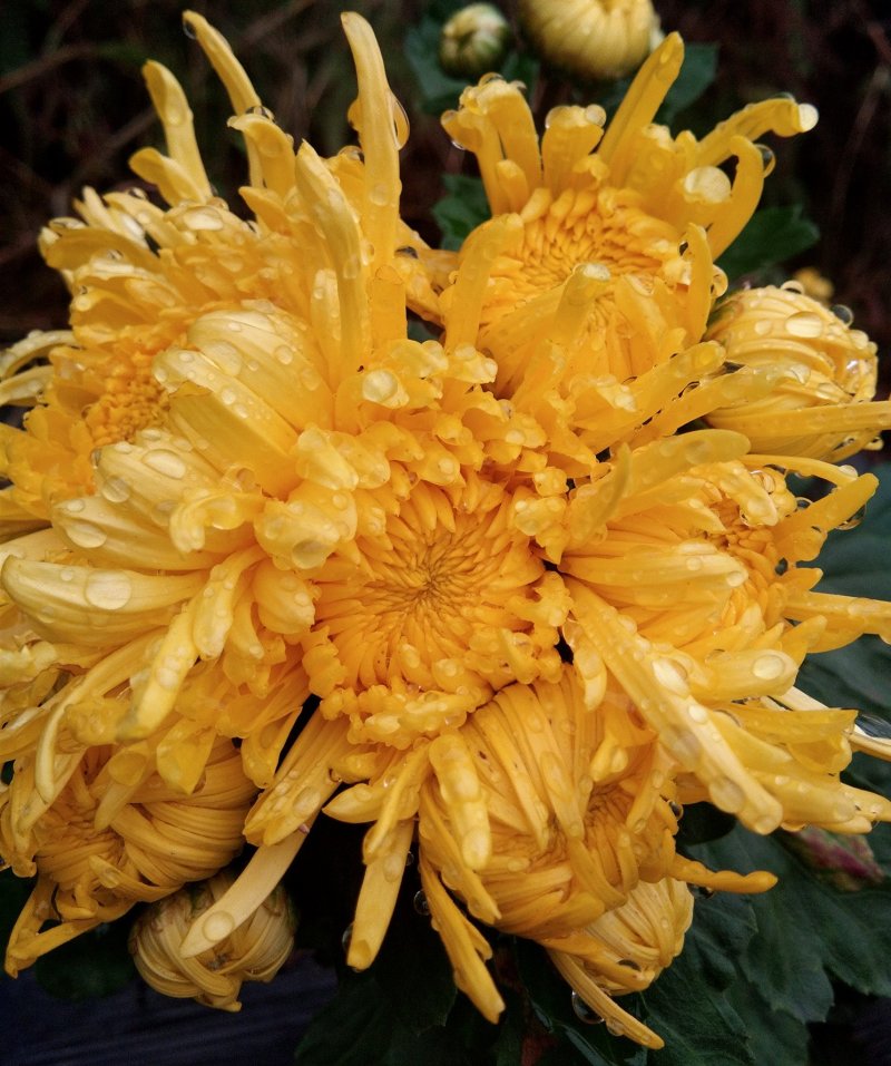金丝皇菊