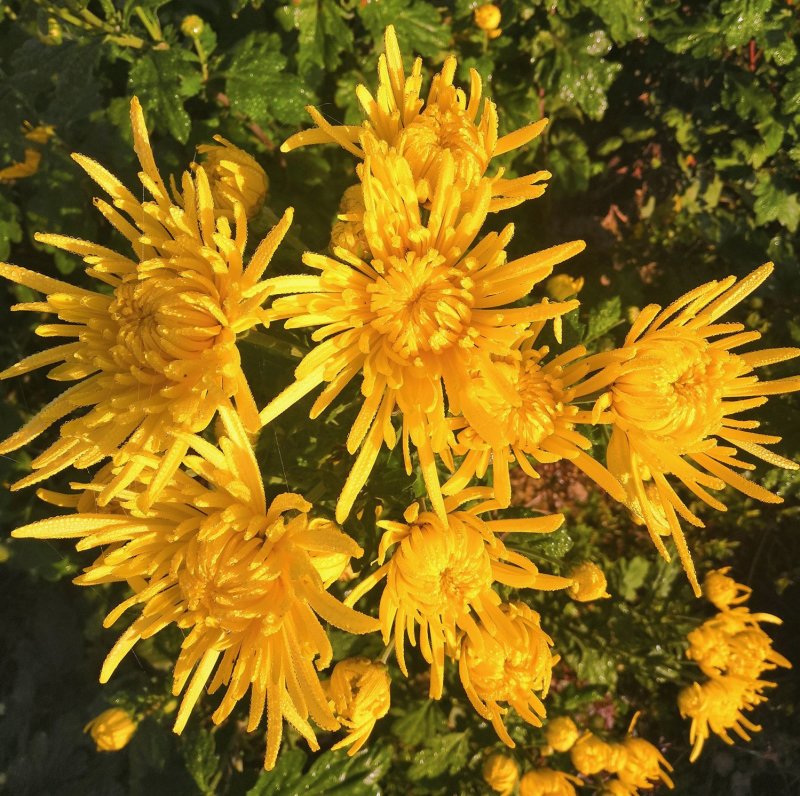 金丝皇菊