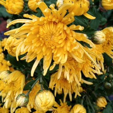 金丝皇菊