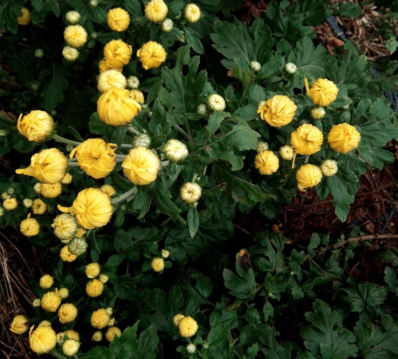 金丝皇菊