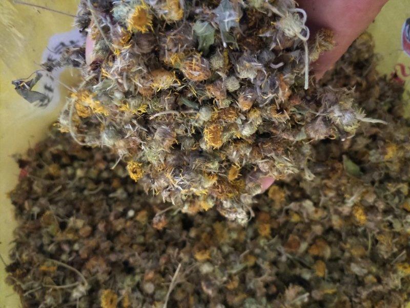 旋复花。江苏产地直销批发。符合国家标准