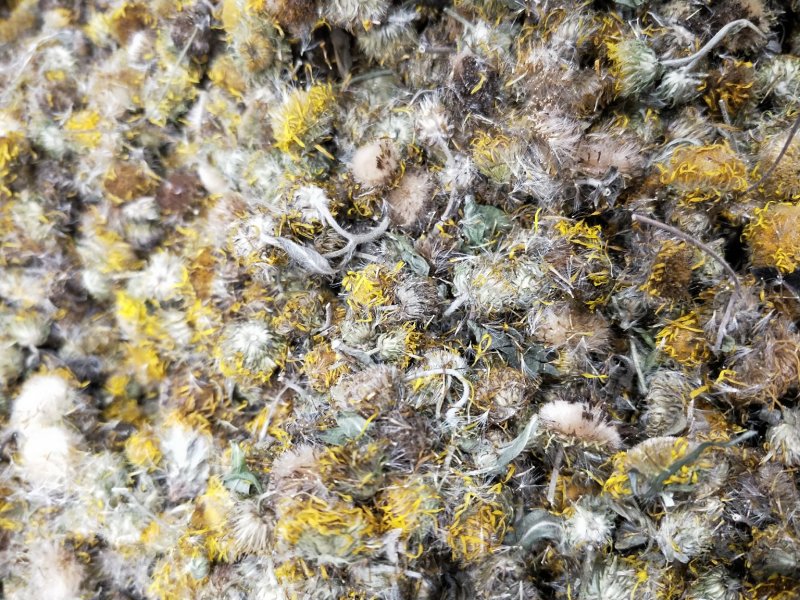 旋复花。江苏产地直销批发。符合国家标准