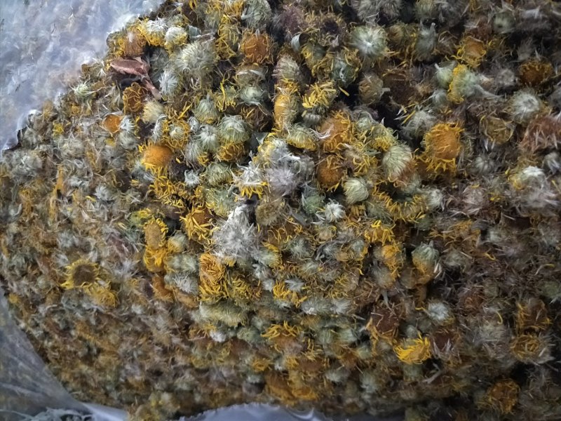 旋复花。江苏产地直销批发。符合国家标准