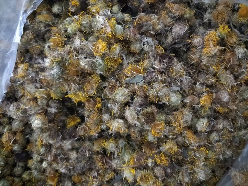 旋复花。江苏产地直销批发。符合国家标准