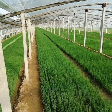 蔬菜种苗适应能力强熟悉品种可以提供技术指导可以视频看货