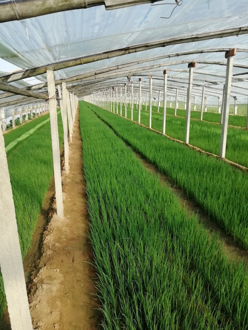 蔬菜种苗适应能力强熟悉品种可以提供技术指导可以视频看货