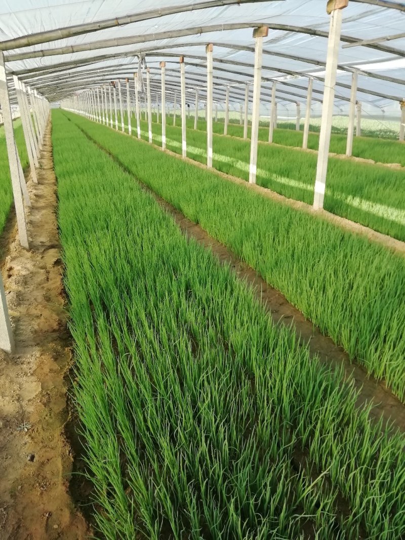 蔬菜种苗适应能力强熟悉品种可以提供技术指导可以视频看货