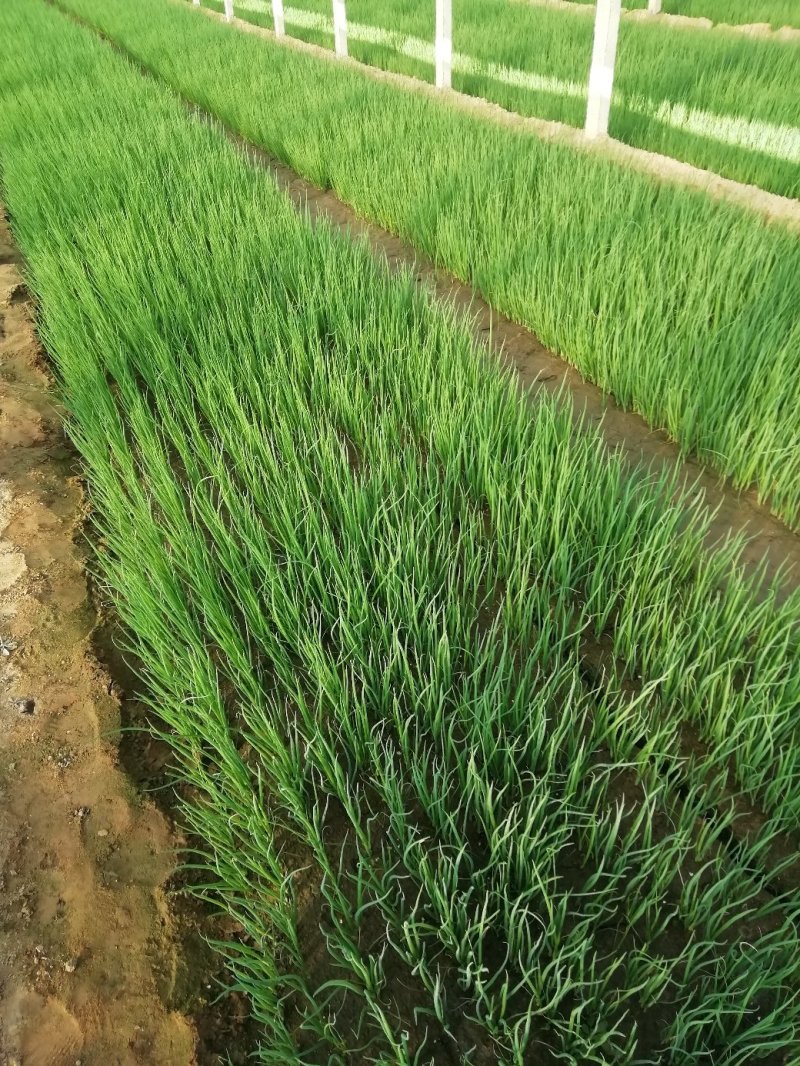 蔬菜种苗适应能力强熟悉品种可以提供技术指导可以视频看货