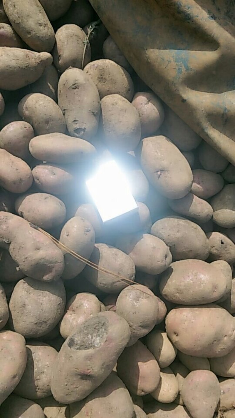 青薯九号威芋县本地洋芋，三两以上的精品货，需要老板可以直