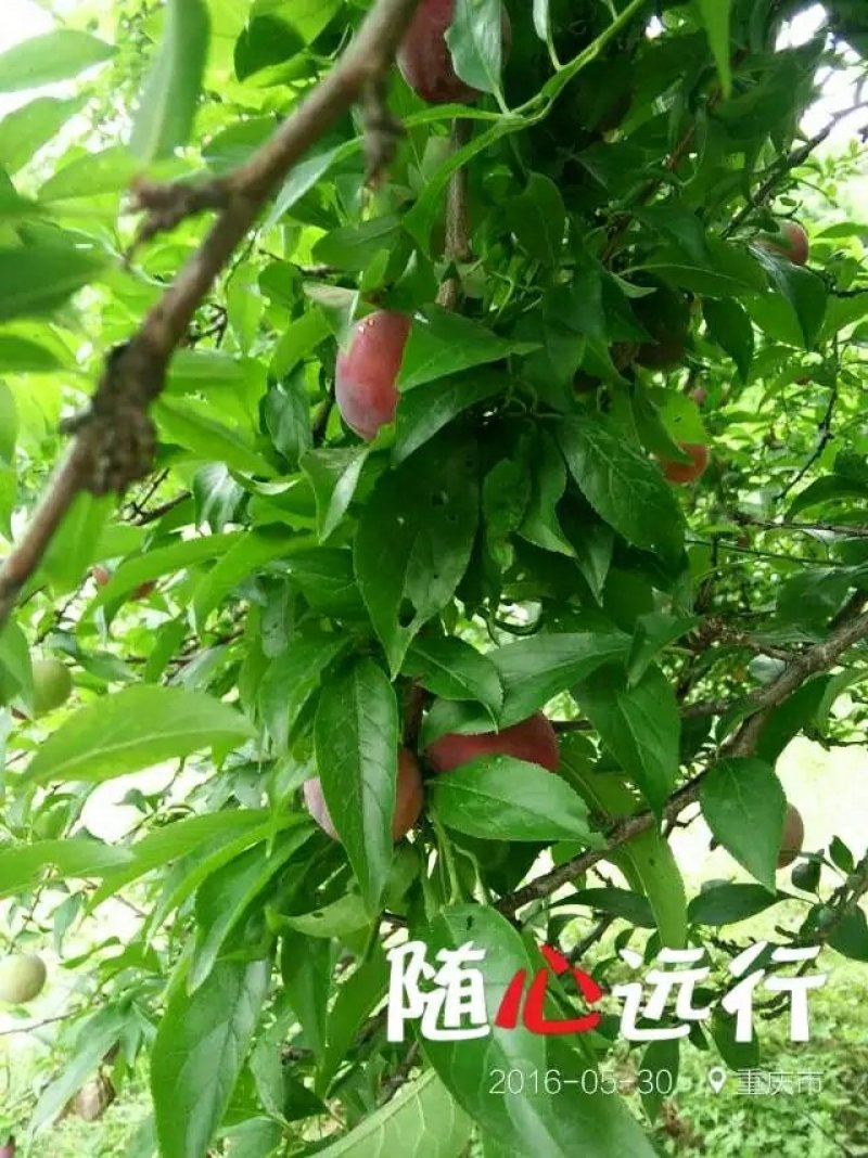 李子苗现起现发，保湿发货女神红李子绿皮脆李好吃