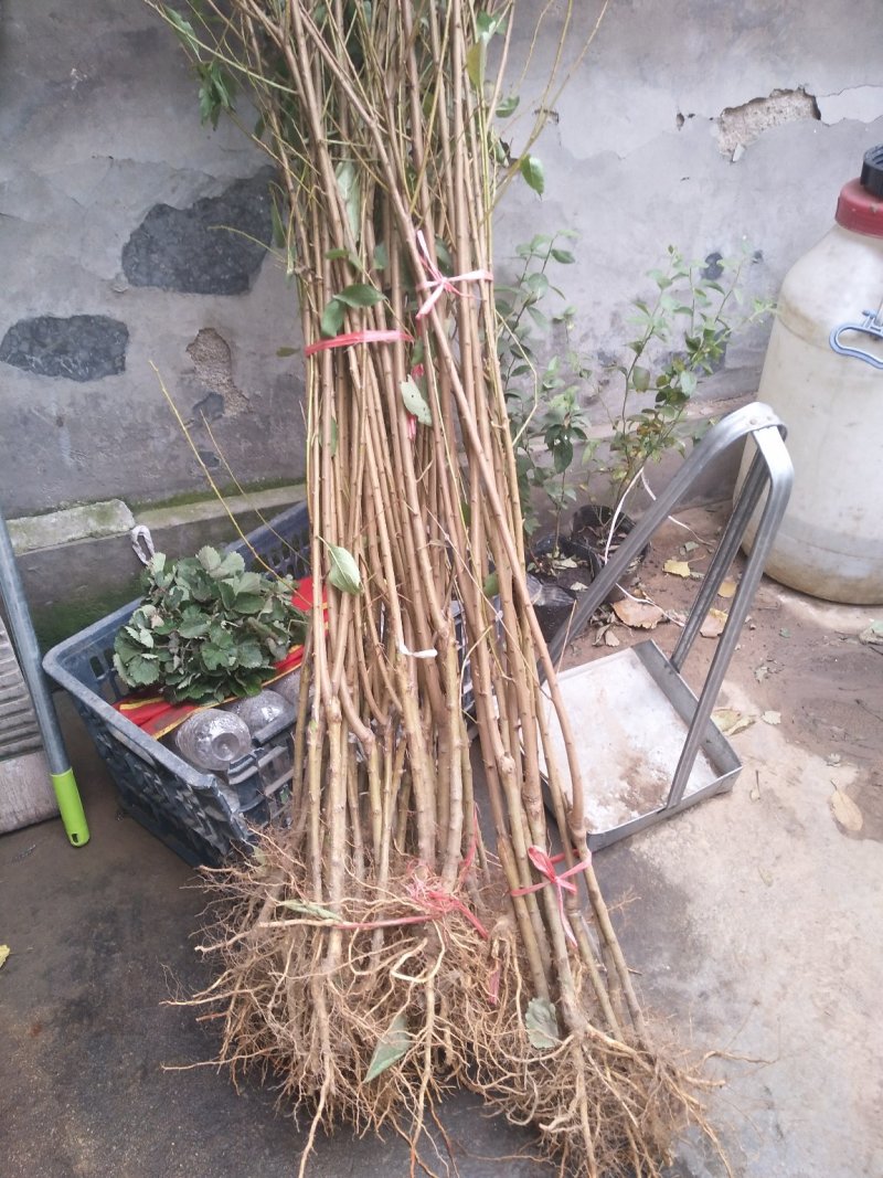 李子苗现起现发，保湿发货女神红李子绿皮脆李好吃
