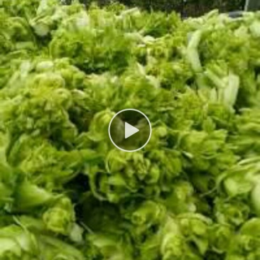 四川简阳早熟儿菜
