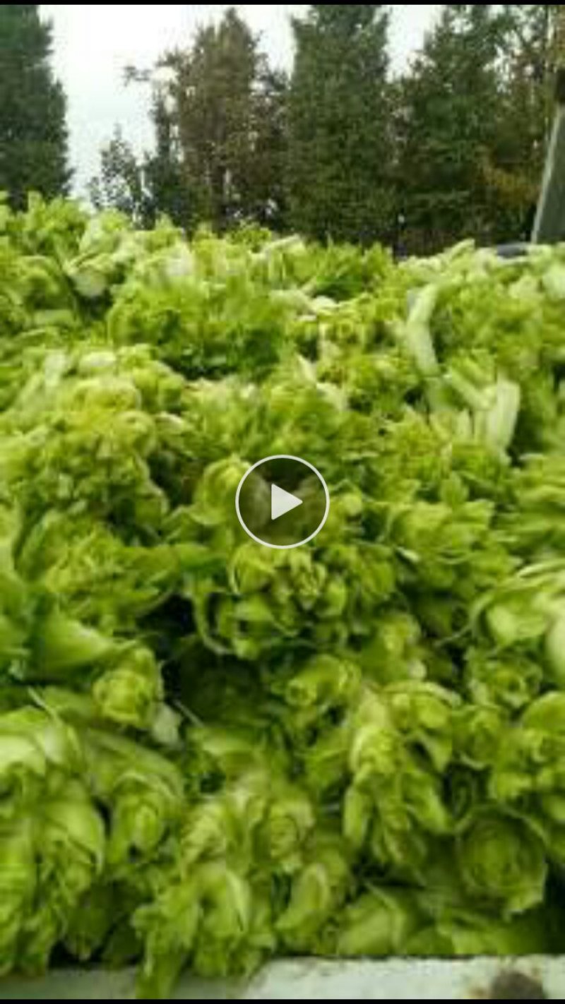 四川简阳早熟儿菜