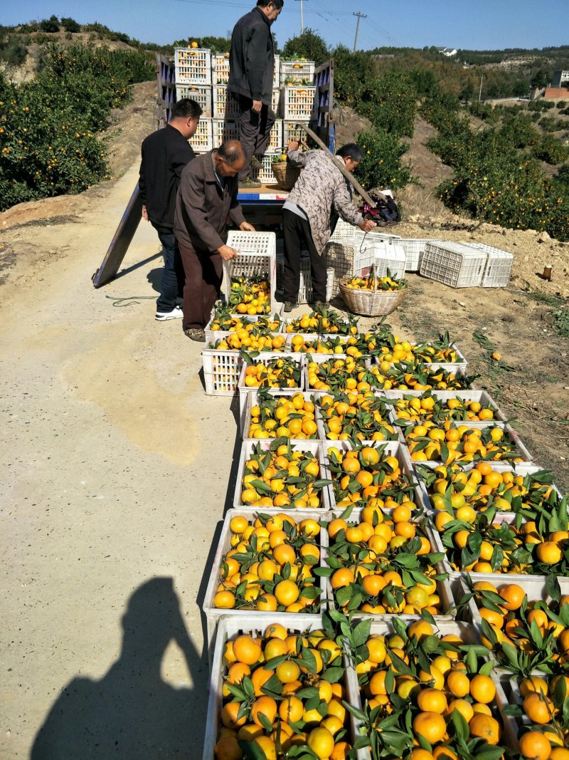 丹江口市蜜橘自家果园现场采摘