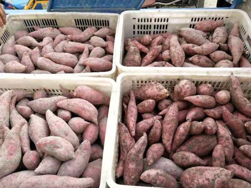 赣南红蜜薯（通货）红土壤种植
