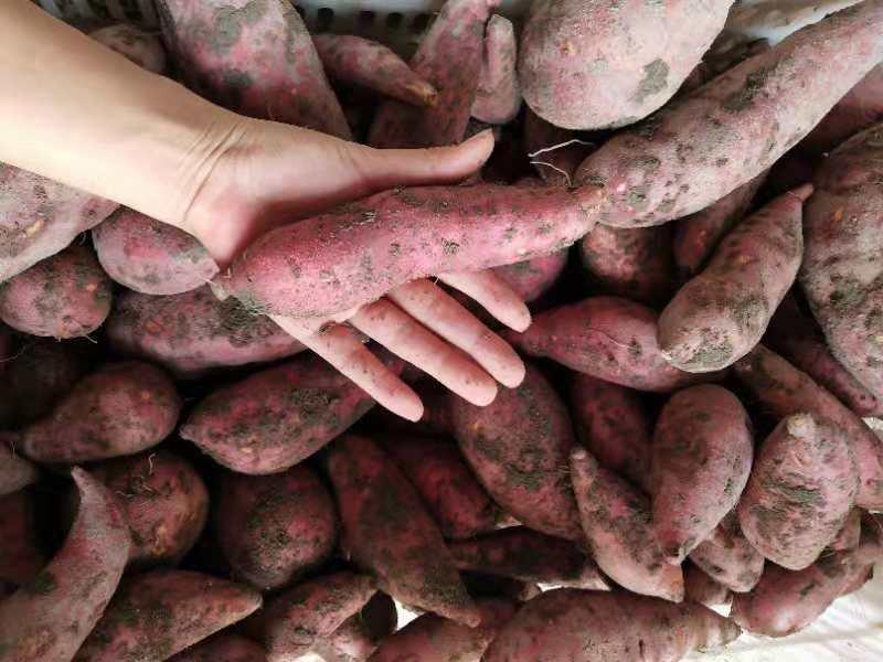 赣南红蜜薯（通货）红土壤种植