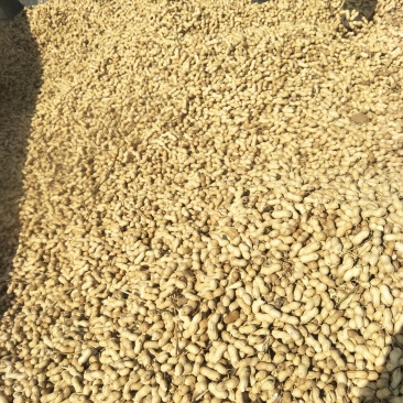 粮油作物