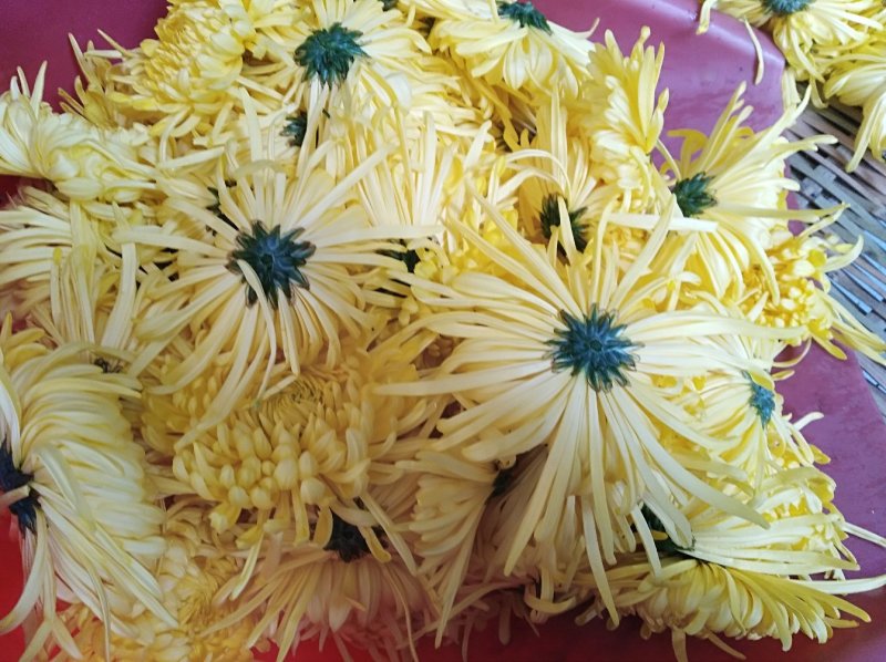 金丝皇菊