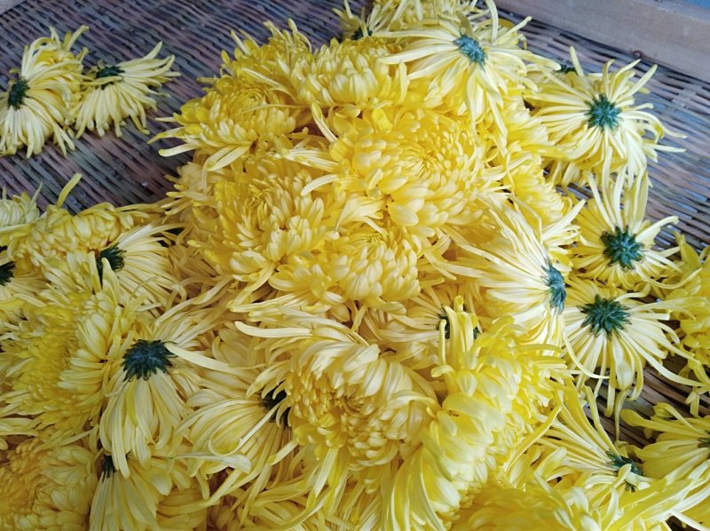 金丝皇菊