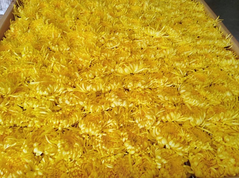 金丝皇菊