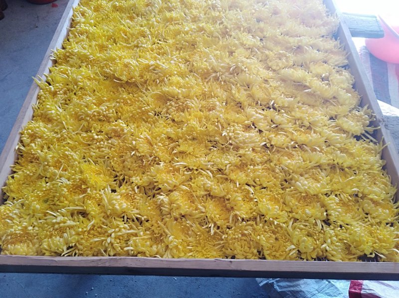 金丝皇菊