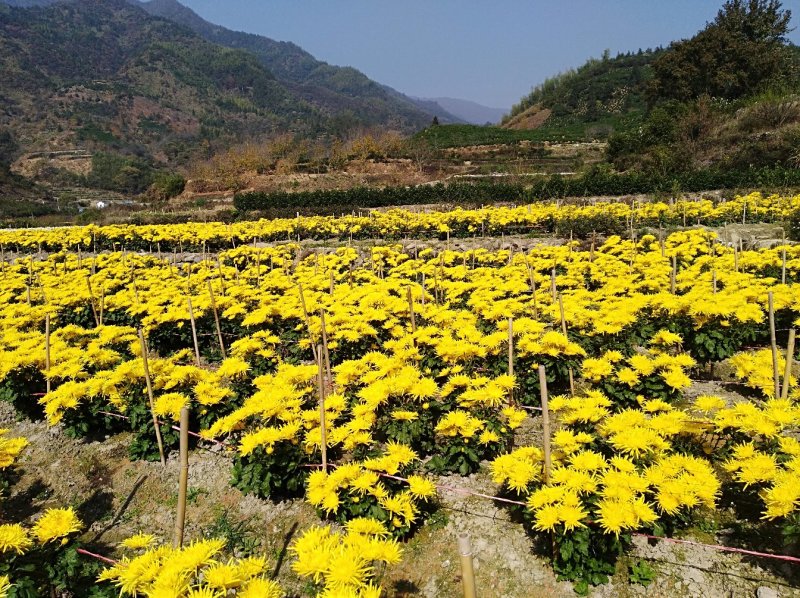 金丝皇菊