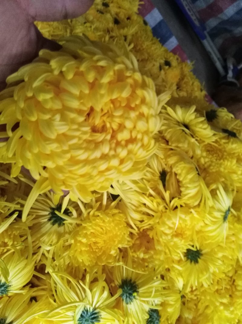 金丝皇菊