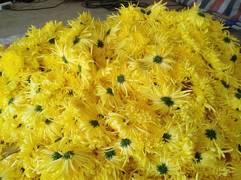 金丝皇菊