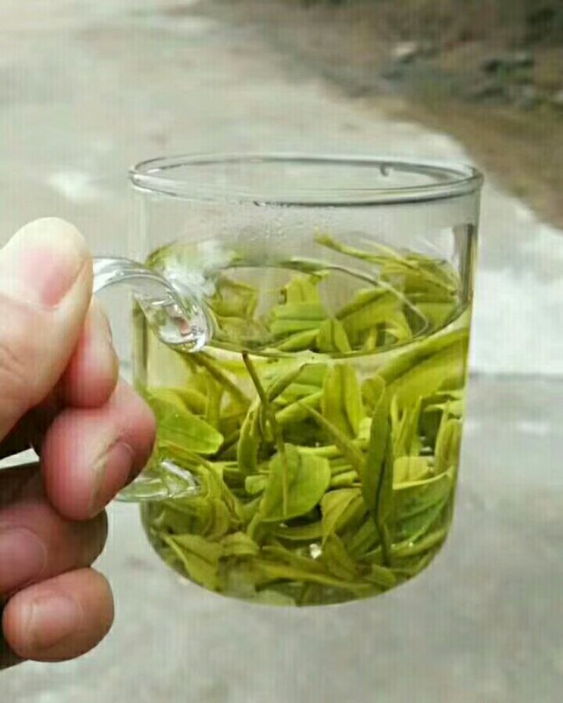 安吉白茶
