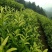 安吉白茶