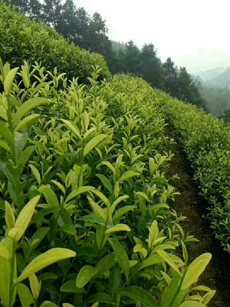 安吉白茶