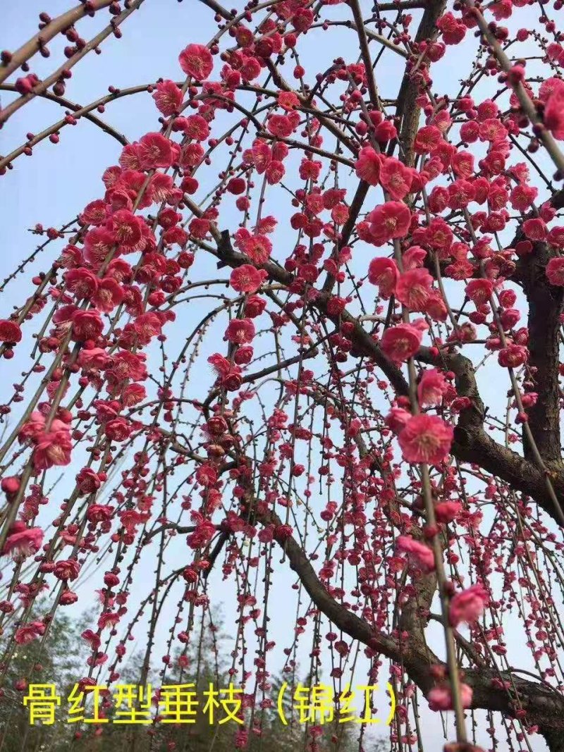 红梅红梅盆景红梅树苗