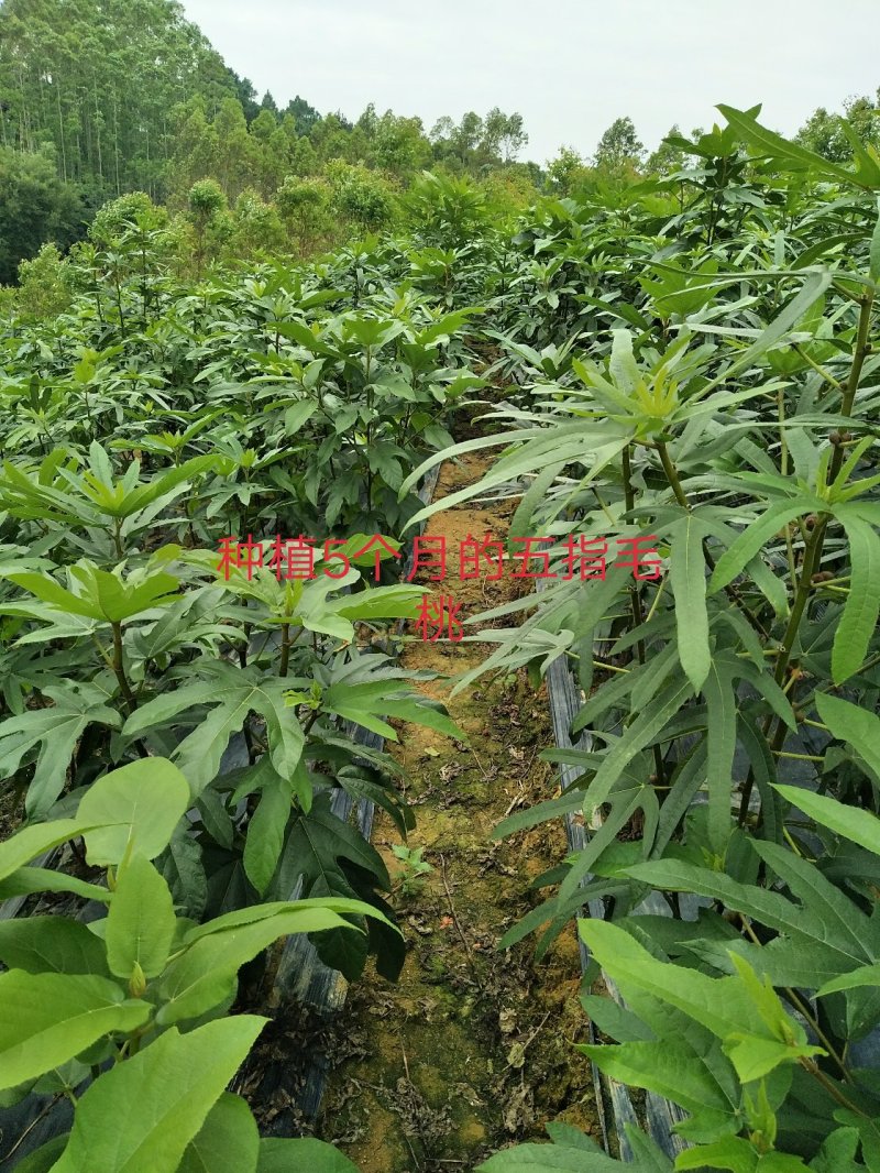 五指毛桃种苗：有现苗出售…！！！！！！：：