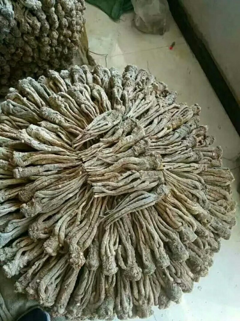 当归