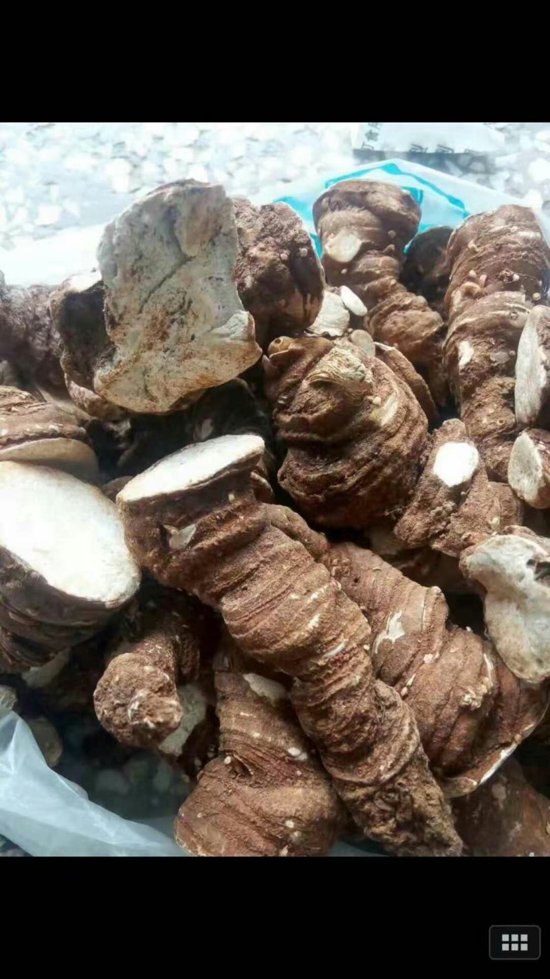 云南重楼500g