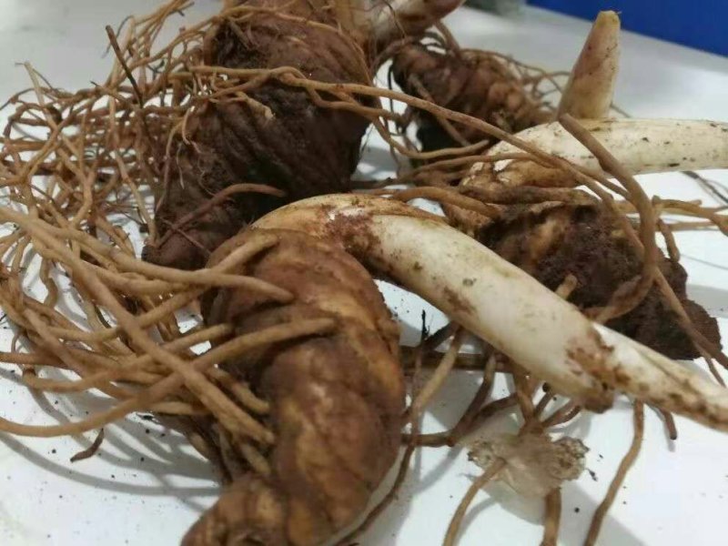 云南重楼500g