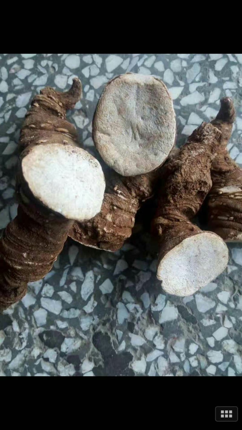 云南重楼500g