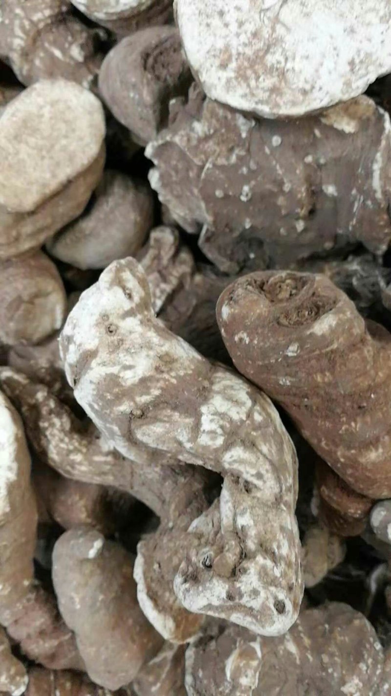 云南重楼500g