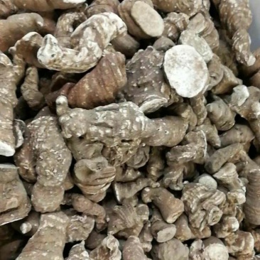 云南重楼500g