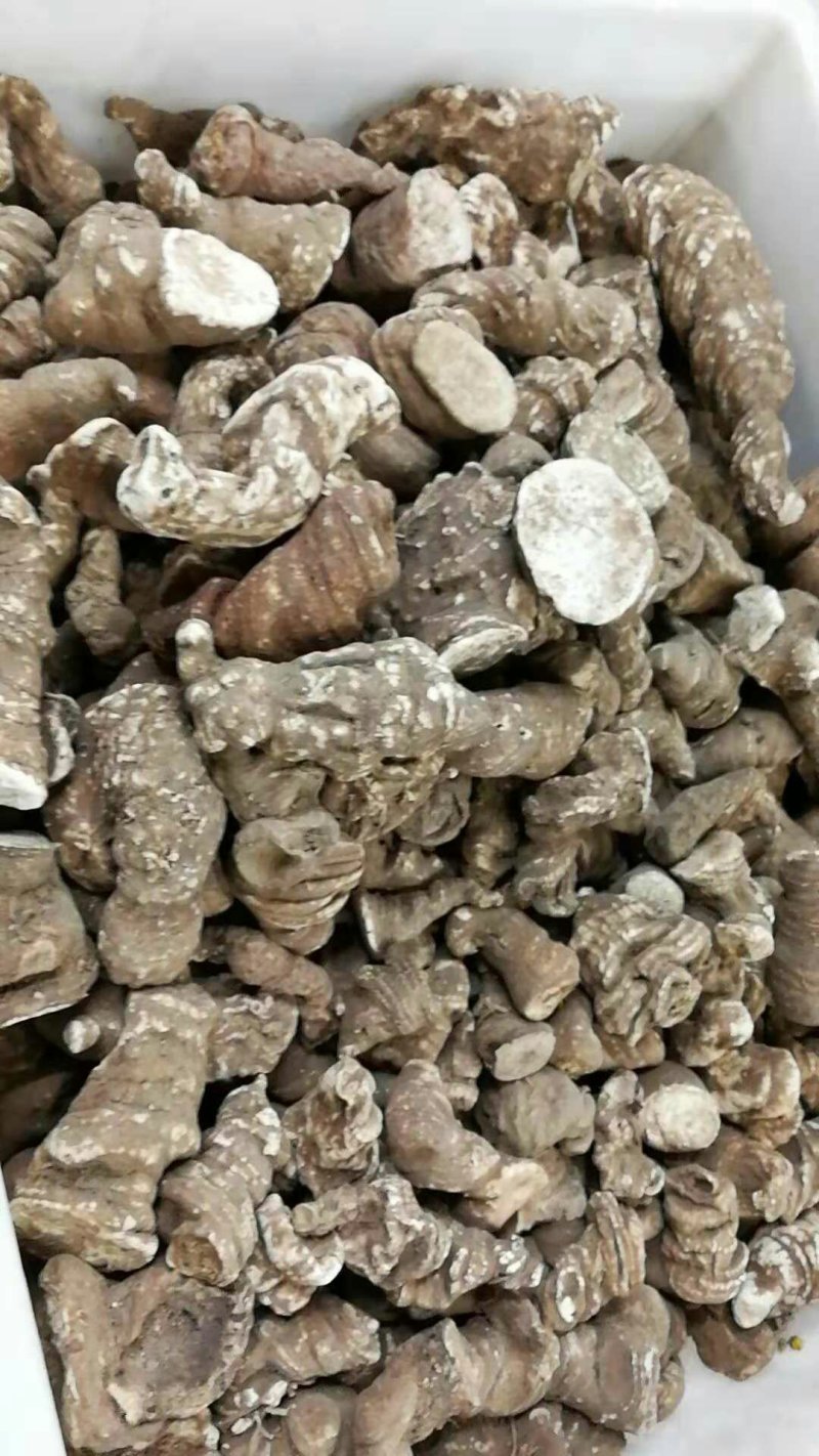 云南重楼500g