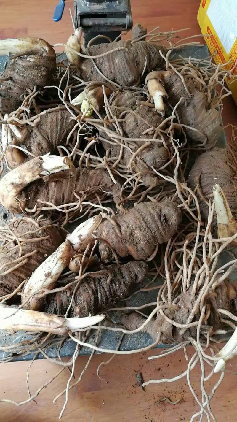云南重楼500g