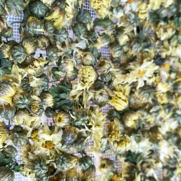 杭白菊胎菊大花